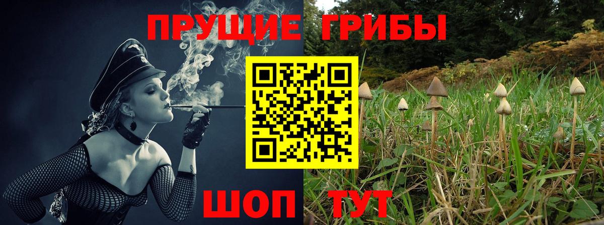 Пятигорск  как найти   Вход с VPN  Псилоцибиновые грибы Psilocybe  Псилоцибиновые грибы Psilocybe 
